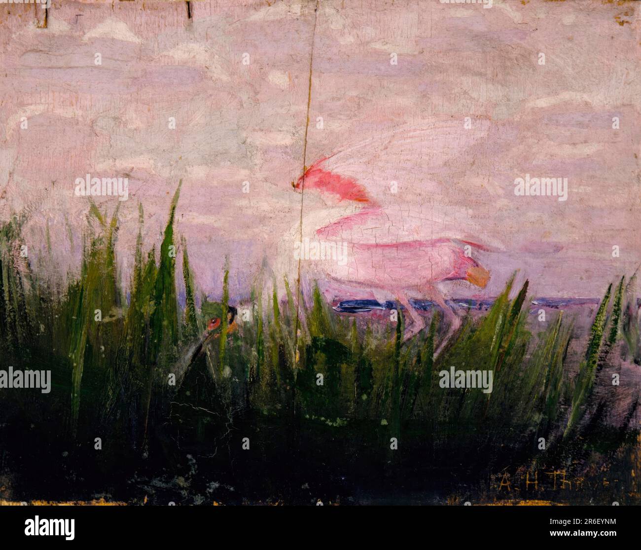 Roseate Spoonbill, study for book Concealing Coloration in the Animal Kingdom. oil on wood. Date: ca. 1905-1909. Museum: Smithsonian American Art Museum. Stock Photo