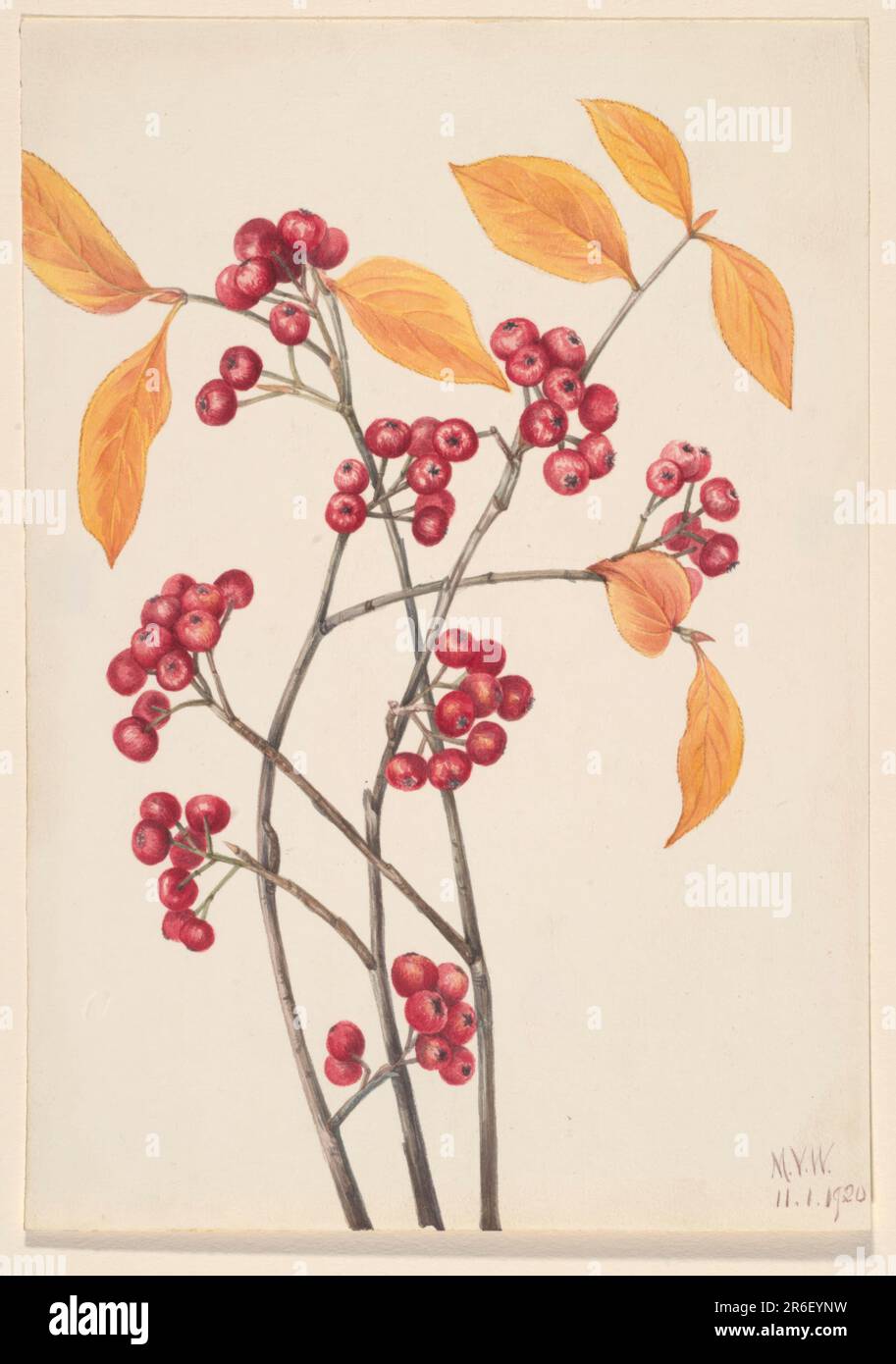 Red Chokeberry (Aronia arbutifolia). Date: 1920. Watercolor on paper. Museum: Smithsonian American Art Museum. Stock Photo