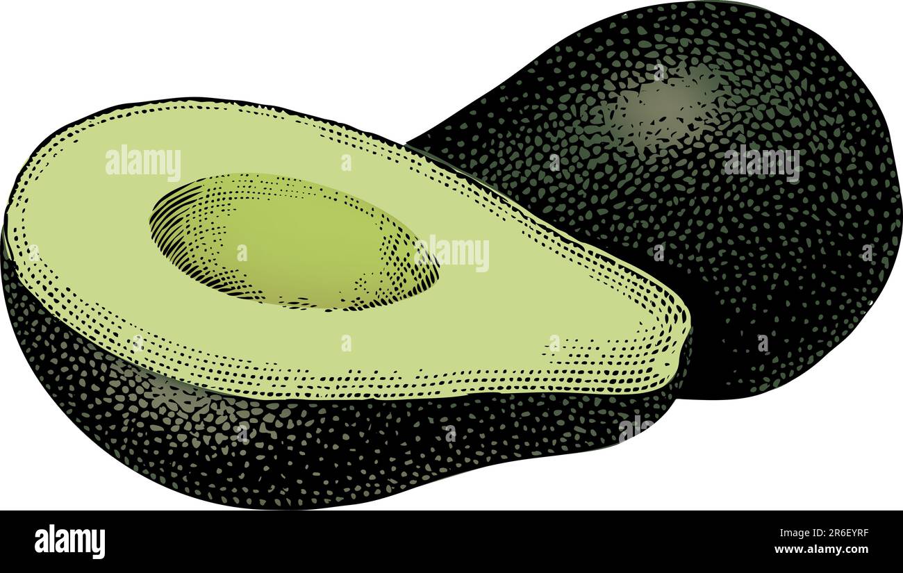 Vintage 1950s etched-style avocado.  Detailed black and white from authentic hand-drawn scratchboard includes full colorization. Stock Vector