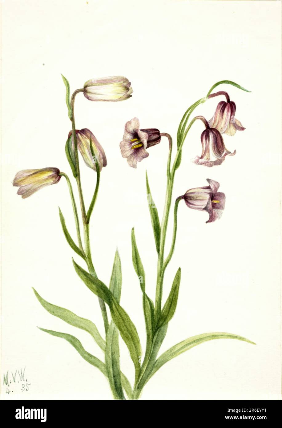 Fritillary (Fritillaria biflora). Watercolor on paper. Date: 1935. Museum: Smithsonian American Art Museum. Stock Photo