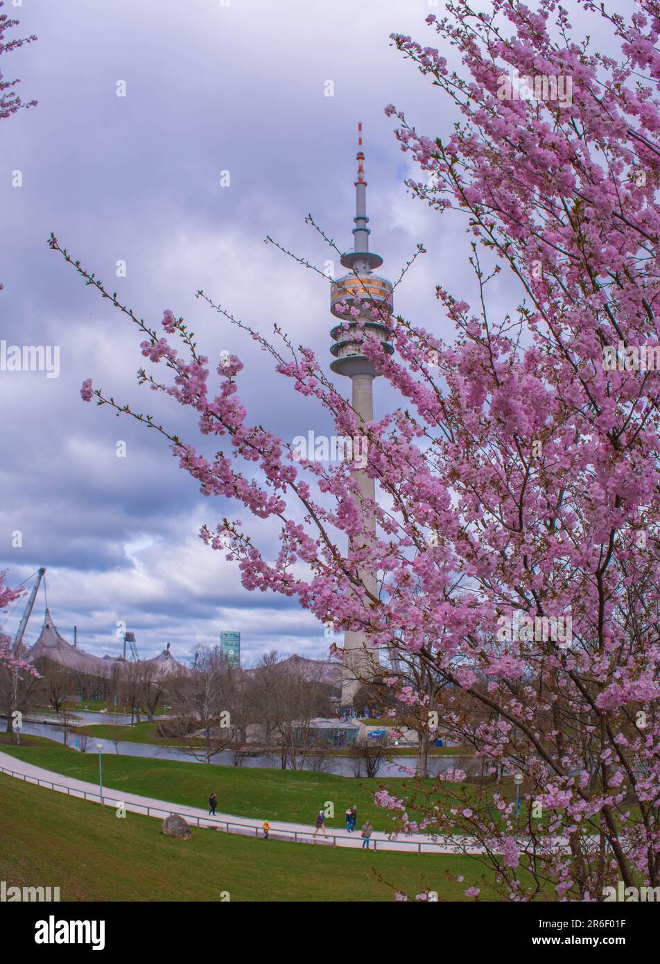 Cherry blossom at Olympiaturm, Olympiapark, Munich, Germany Stock Photo