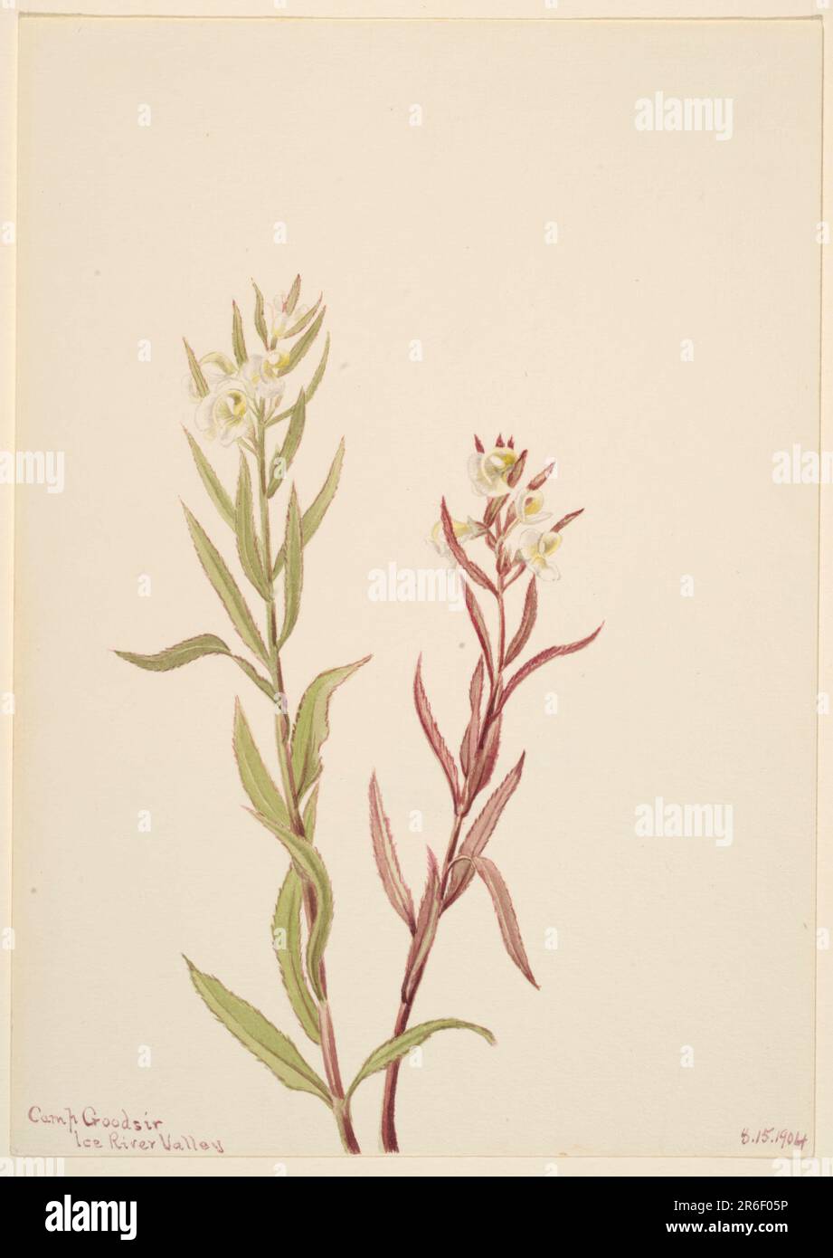 Pedicularis raremosa. Date: 1904. Watercolor on paper. Museum: Smithsonian American Art Museum. Stock Photo