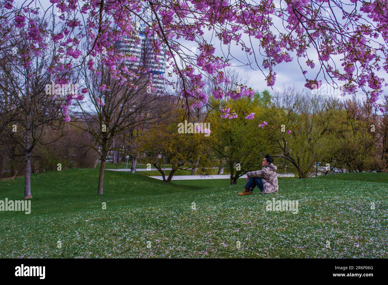 Cherry blossom at Olympiaturm, Olympiapark, Munich, Germany Stock Photo