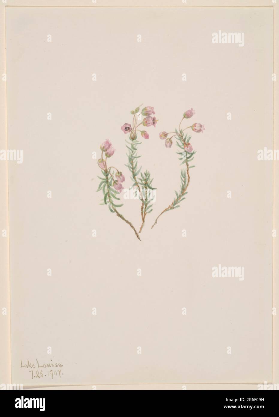 Heather (Phyllodoce intermedia). Date: 1907. Watercolor on paper. Museum: Smithsonian American Art Museum. Stock Photo