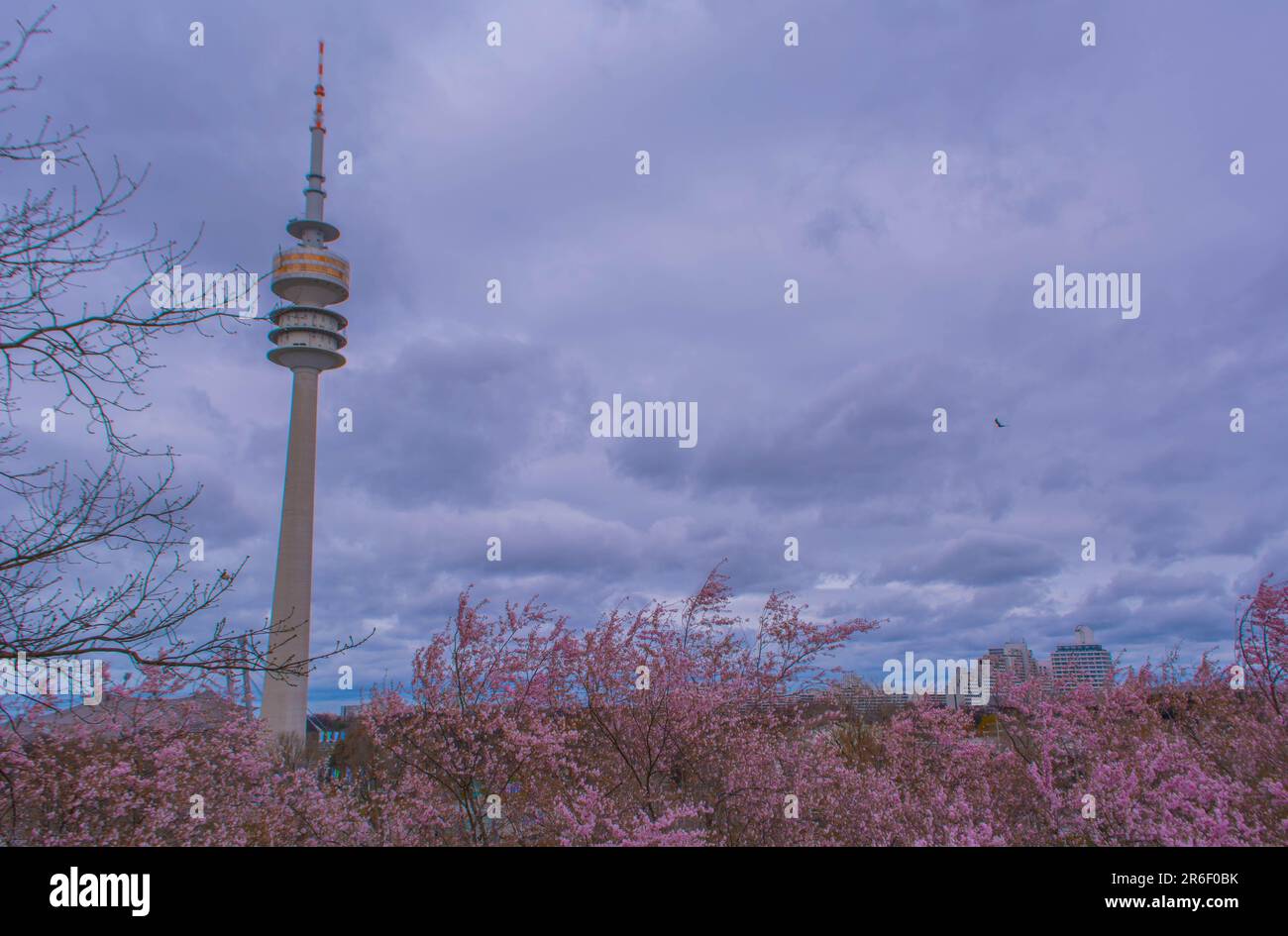 Cherry blossom at Olympiaturm, Olympiapark, Munich, Germany Stock Photo