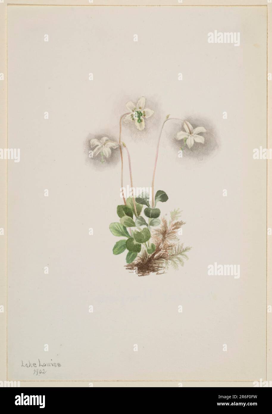 Wood-Nymph (Moneses uniflora). Date: 1902. Watercolor on paper. Museum: Smithsonian American Art Museum. Stock Photo