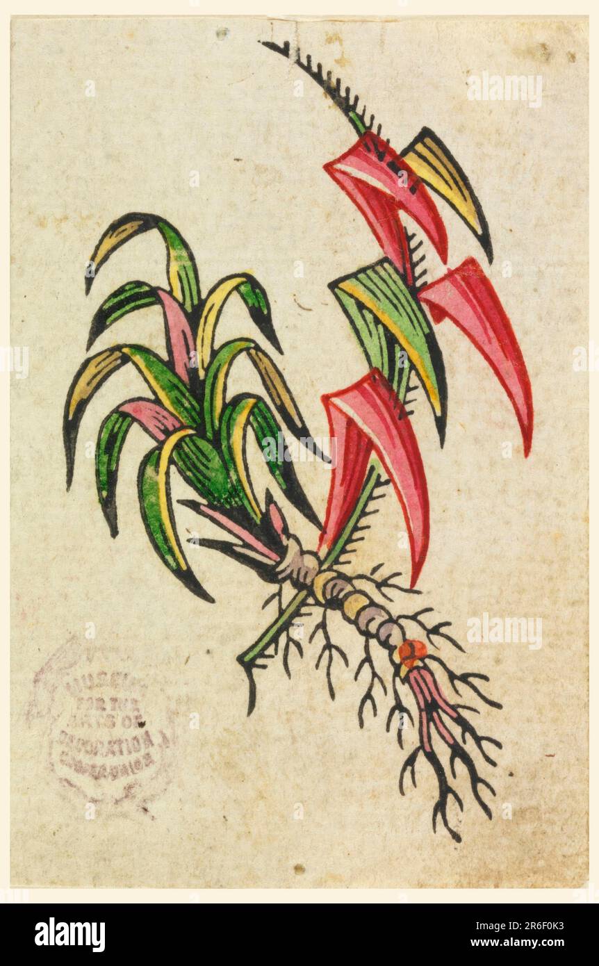 Sword shaped leaves hires stock photography and images Alamy