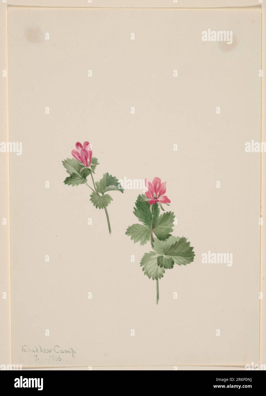 Rubus articus. Date: 1881. Watercolor on paper. Museum: Smithsonian American Art Museum. Stock Photo