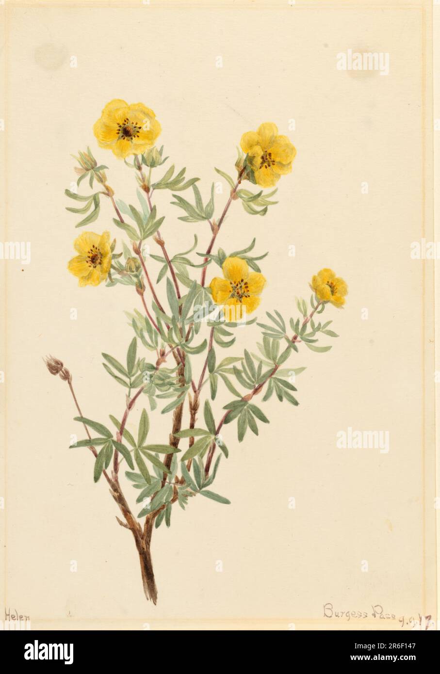 Bush Cinquefoil (Potentilla fruticosa). Date: 1917. Watercolor on paper. Museum: Smithsonian American Art Museum. Stock Photo