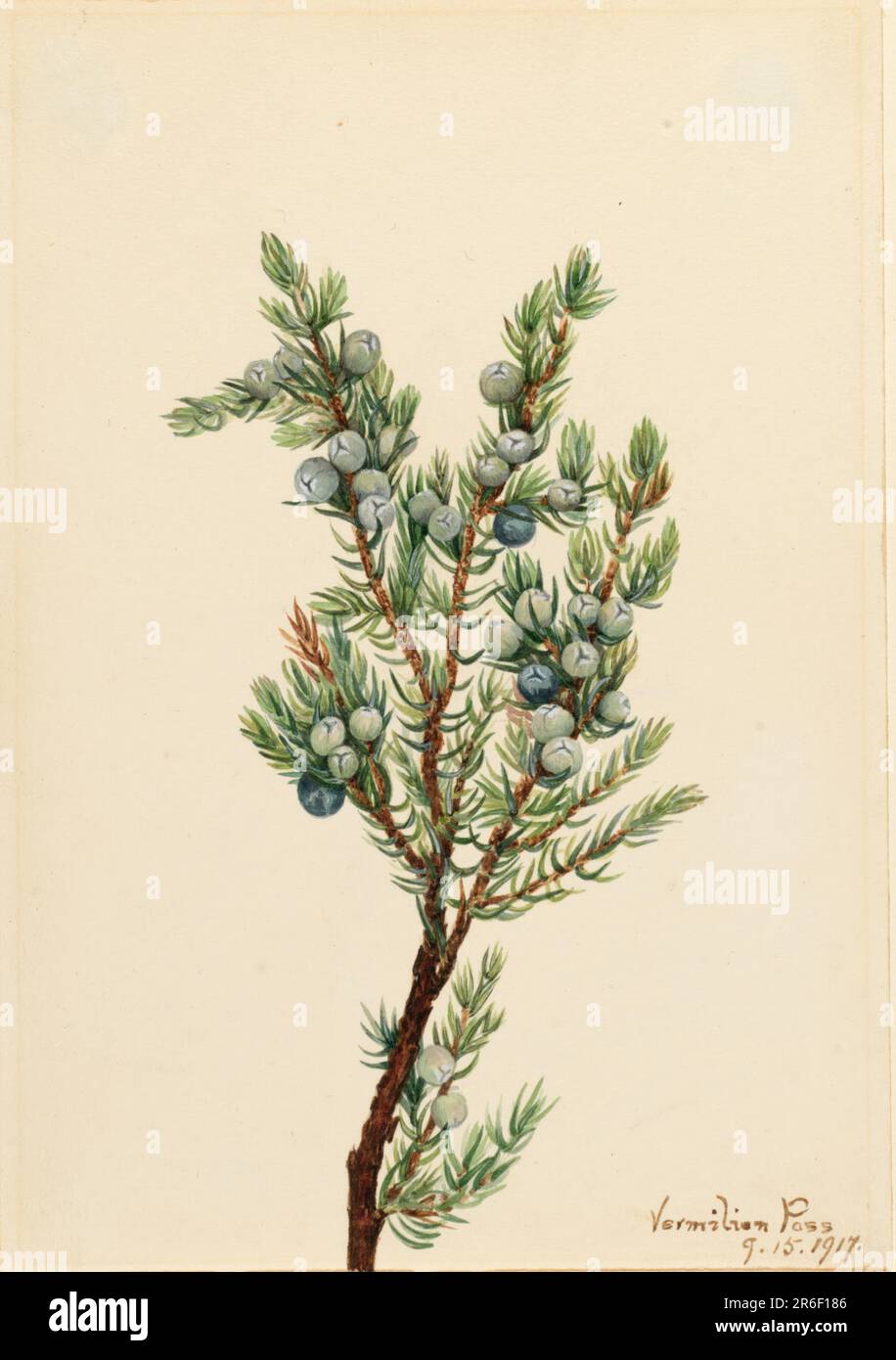 Mountain Juniper (Juniperus sibirica). Date: 1917. Watercolor on paper. Museum: Smithsonian American Art Museum. Stock Photo