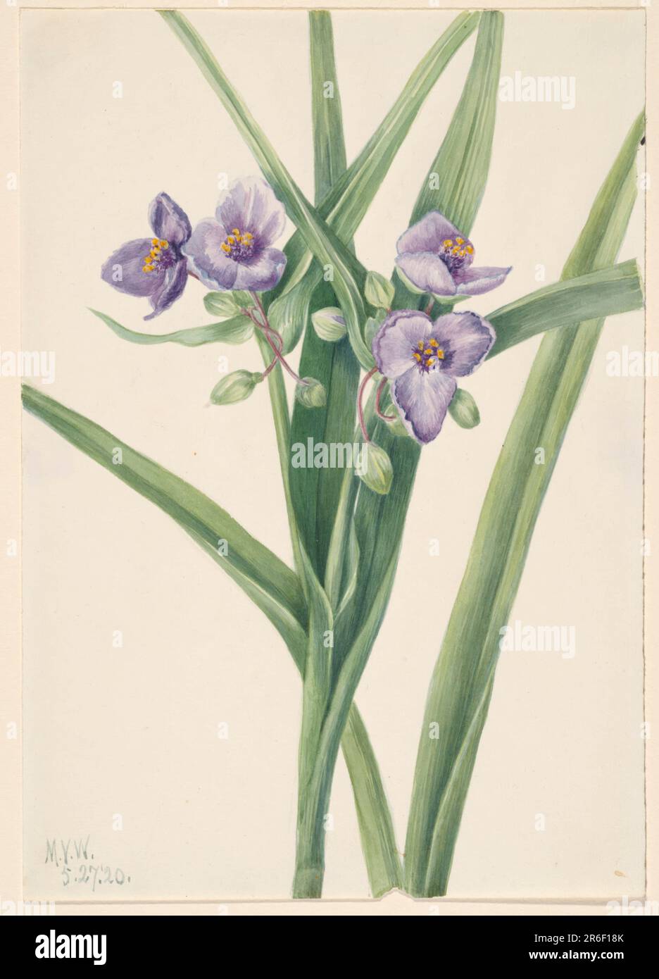 Virginia Spiderwort (Tradescantia virginiana). Date: 1920. Watercolor on paper. Museum: Smithsonian American Art Museum. Stock Photo
