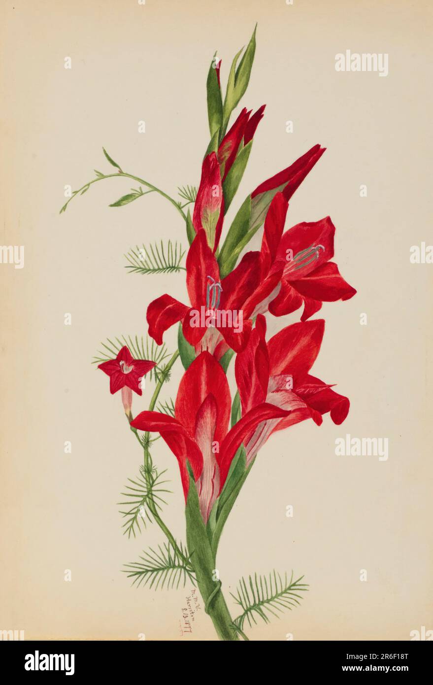 Cannas and Cypress Vine (Canna species and Ipomoea quamoclit). Date: 1877. Watercolor on paper. Museum: Smithsonian American Art Museum. Stock Photo