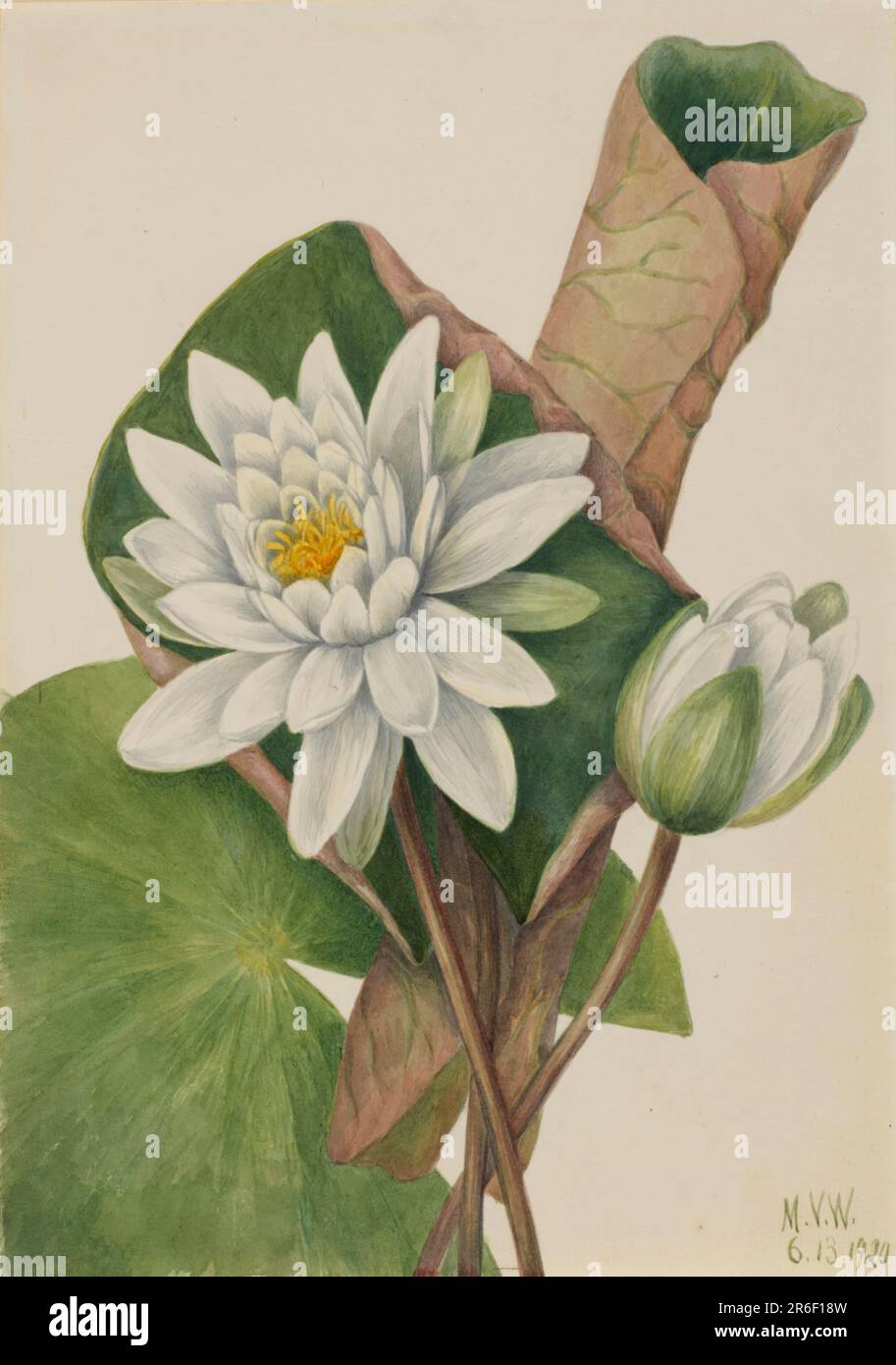 American Waterlily (Castalia odorata). Date: 1920. Watercolor on paper. Museum: Smithsonian American Art Museum. Stock Photo