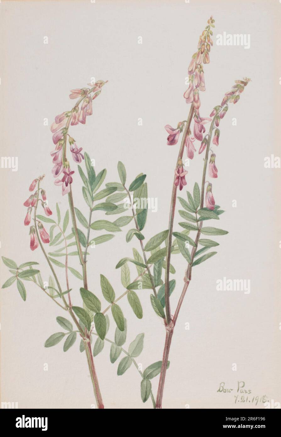 Pink Hedysarum (Hedysarum americanum). Date: 1918. Watercolor on paper. Museum: Smithsonian American Art Museum. Stock Photo