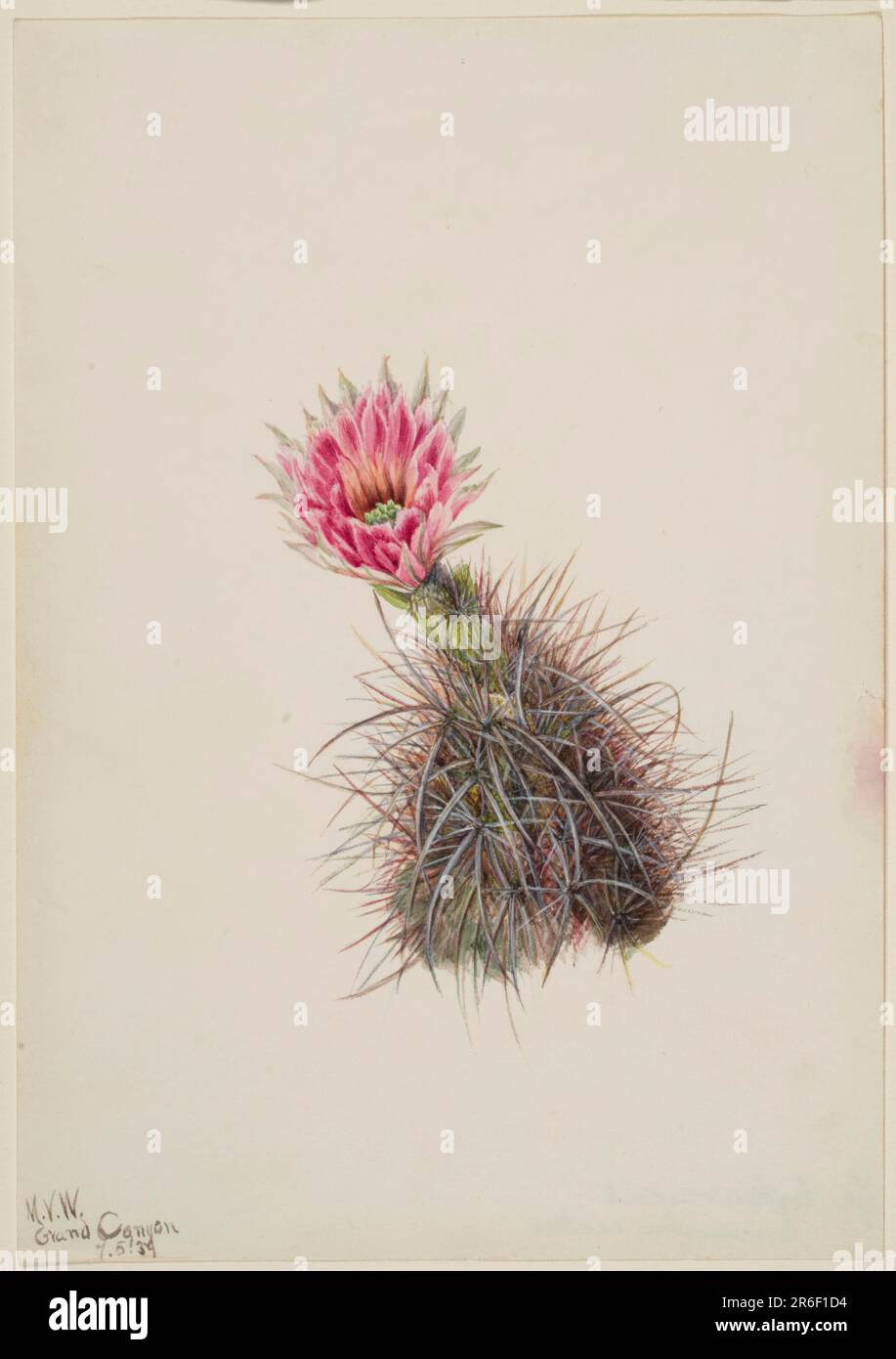 Cucumber Cactus. Watercolor on paper. Date: 1939. Museum: Smithsonian American Art Museum. Stock Photo