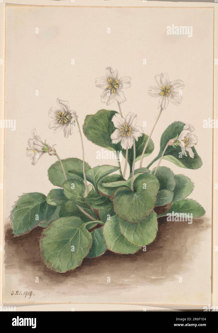 Oconee-Bells (Shortia galacifolia). Date: 1919. Watercolor on paper. Museum: Smithsonian American Art Museum. Stock Photo