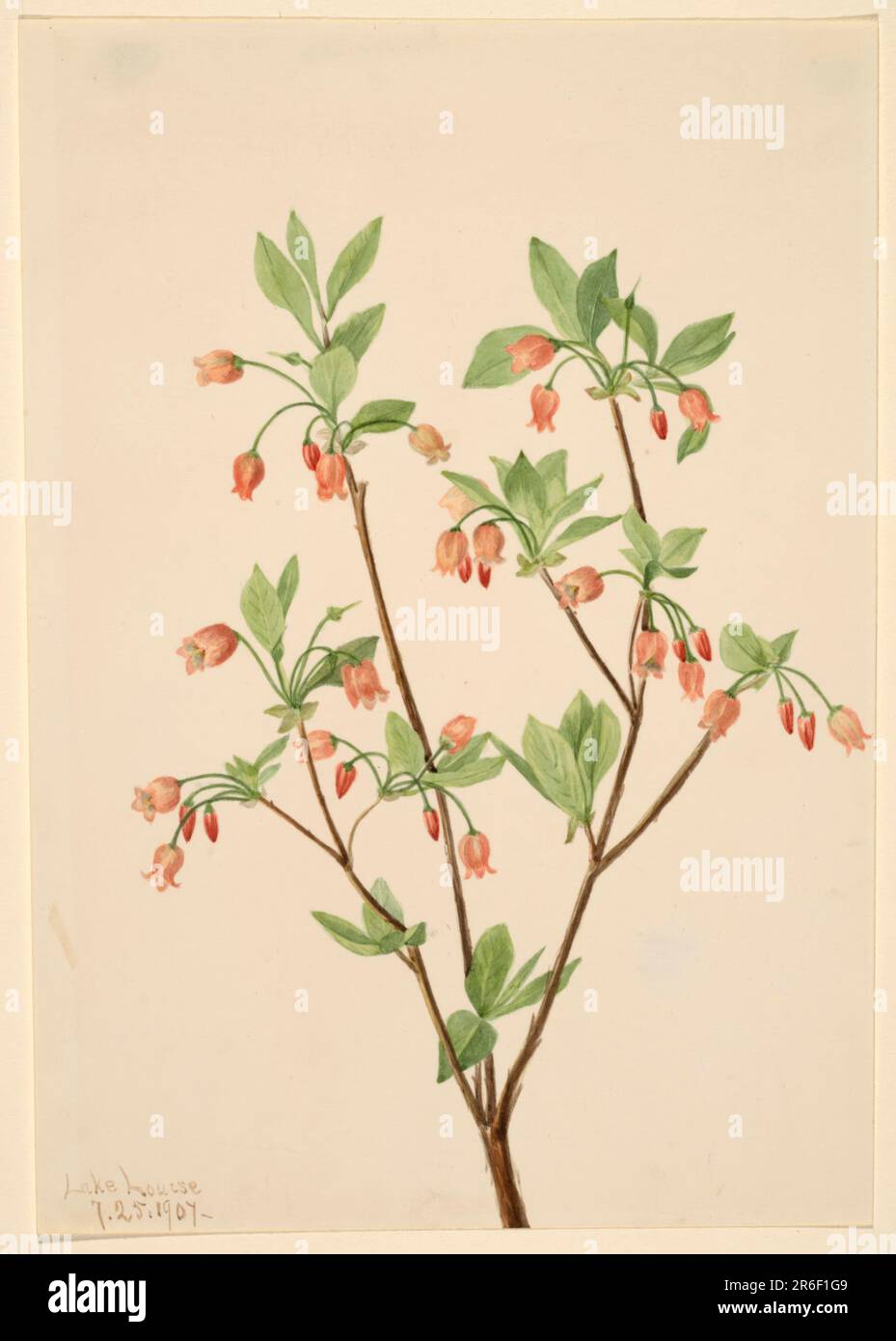 Menziesea (Menziesea glabella). Date: 1907. Watercolor on paper. Museum: Smithsonian American Art Museum. Stock Photo