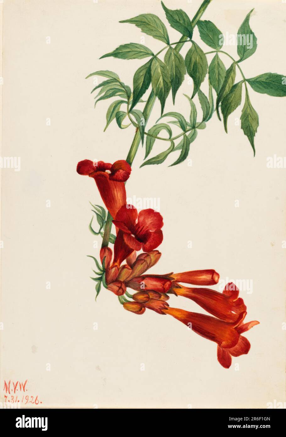 Trumpet Creeper (Bignonia radicans). Date: 1926. Watercolor on paper. Museum: Smithsonian American Art Museum. Stock Photo