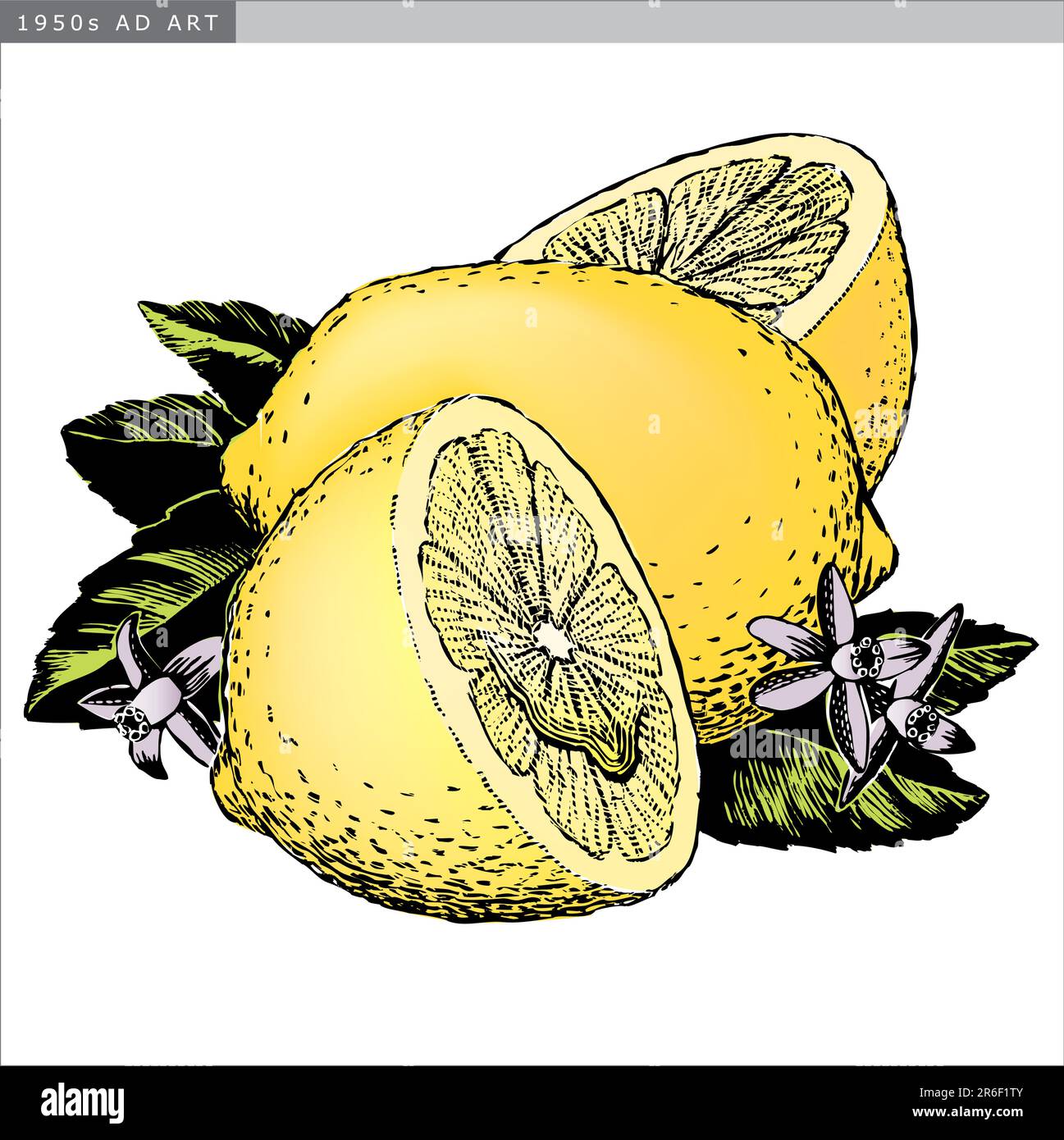 Vintage 1950s etched-style lemons; detailed black and white from authentic hand-drawn scratchboard includes full colorization. Stock Vector