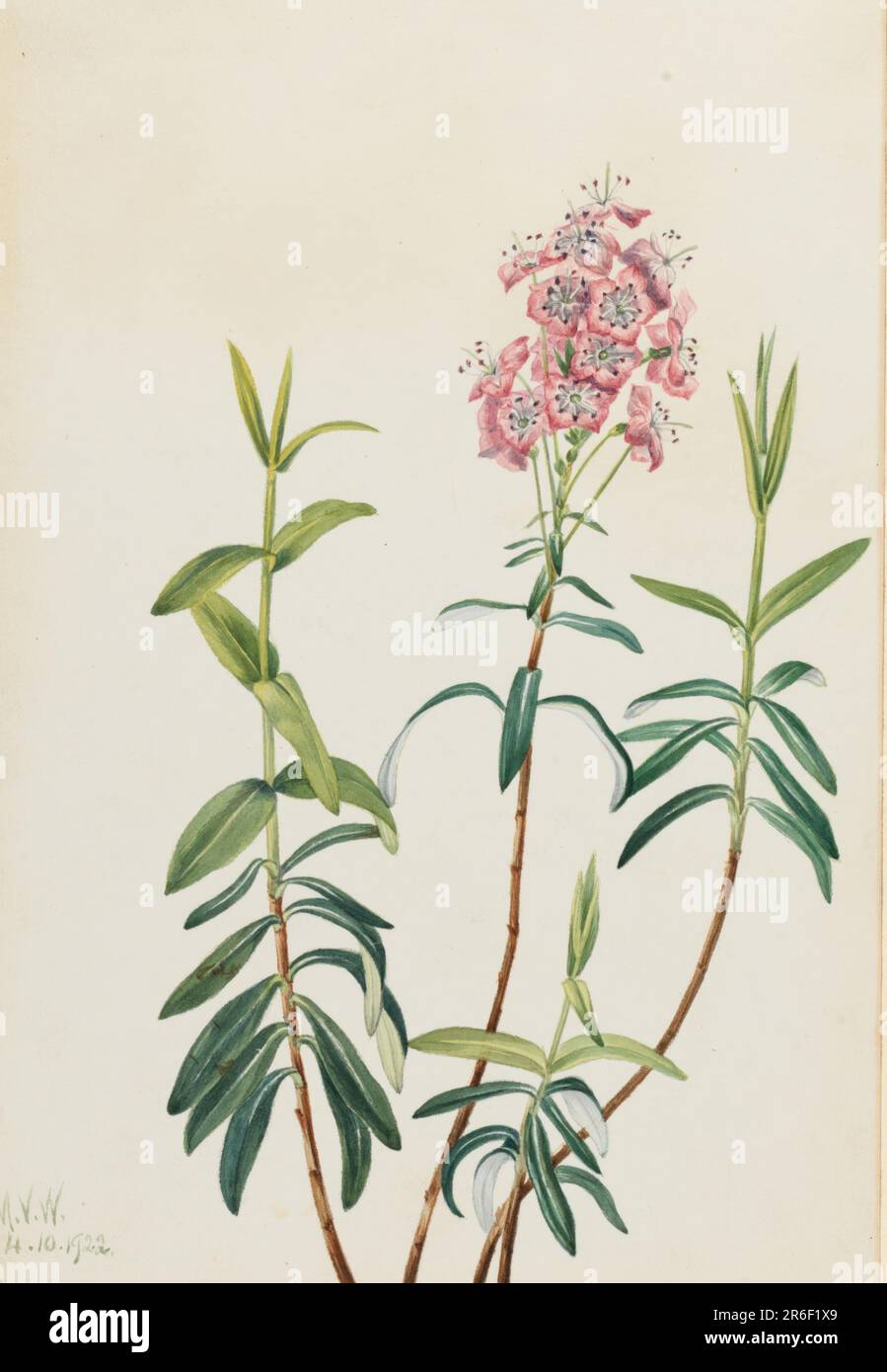 Bog Kalmia (Kalmia polifolia). Date: 1922. Watercolor on paper. Museum: Smithsonian American Art Museum. Stock Photo