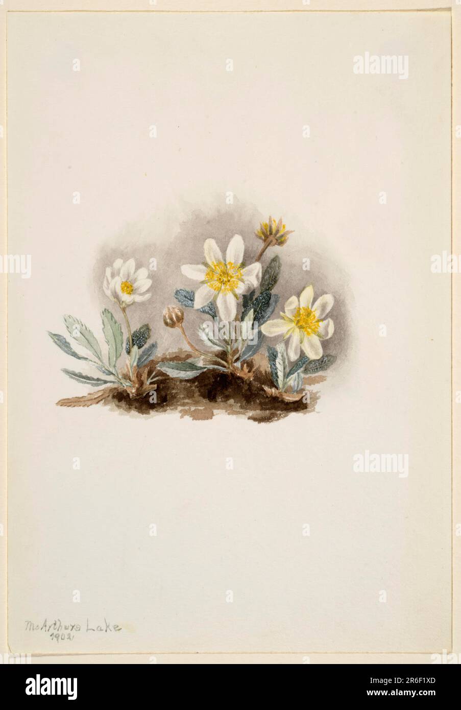 White Dryad (Dryas octopetala). Date: 1902. Watercolor on paper. Museum: Smithsonian American Art Museum. Stock Photo