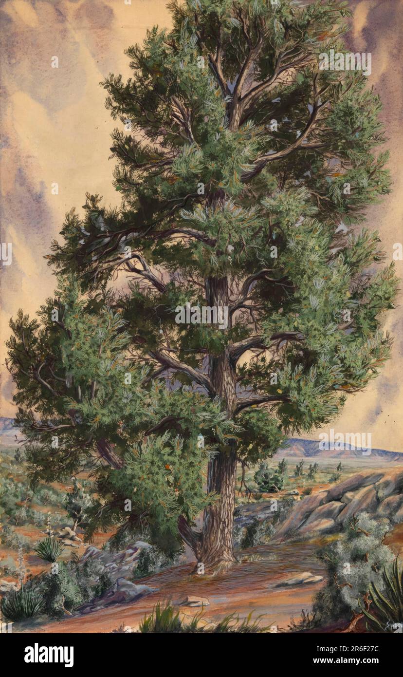 Pine Tree. Date: n.d. watercolor and opaque watercolor on paper mounted ...