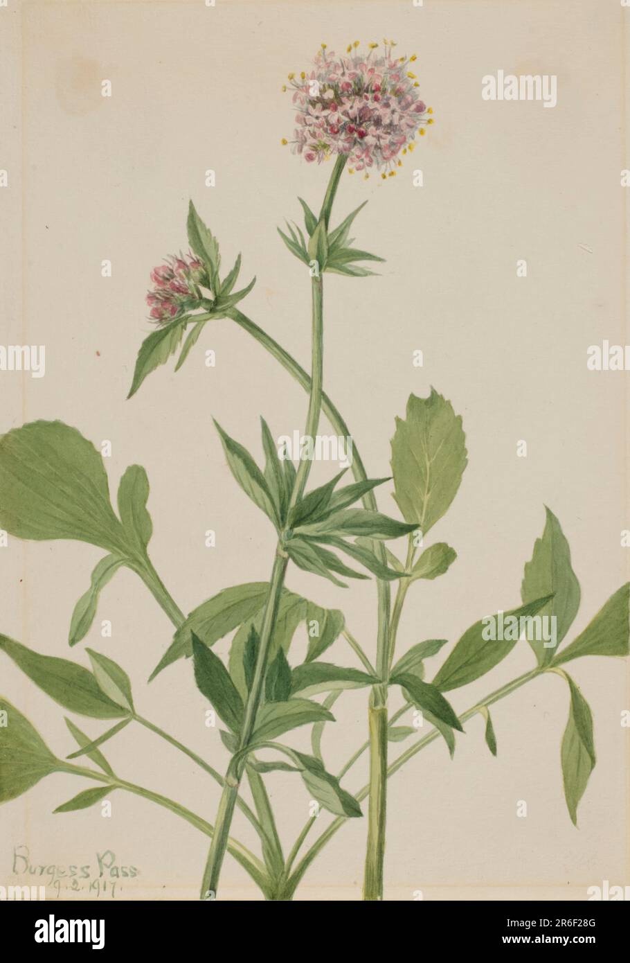 Heliotrope Valerian (Valeriana sitchensis). Date: 1917. Watercolor on paper. Museum: Smithsonian American Art Museum. Stock Photo