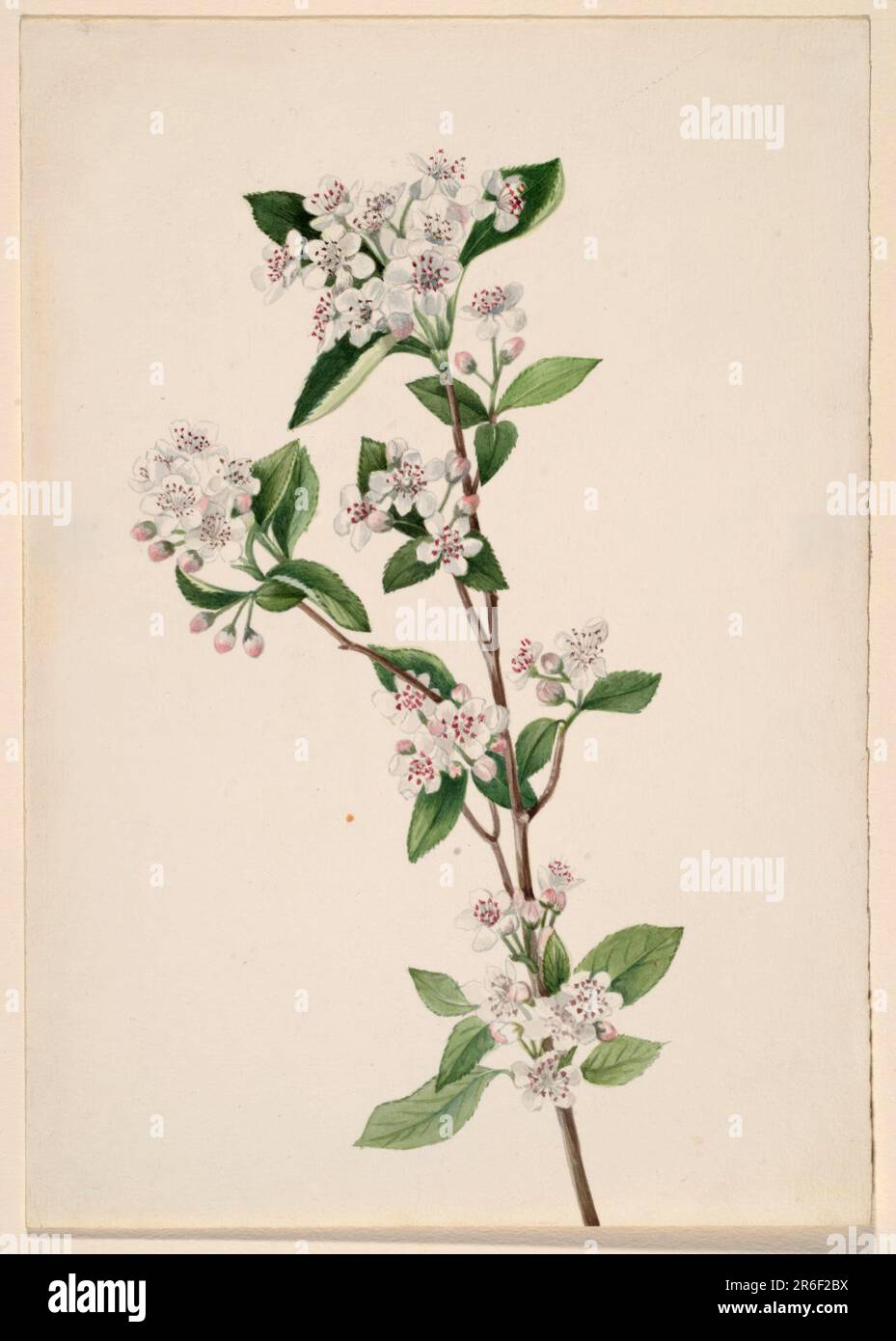 Red Chokeberry (Aronia arbutifolia). Date: ca. 1920s. Watercolor on paper. Museum: Smithsonian American Art Museum. Stock Photo