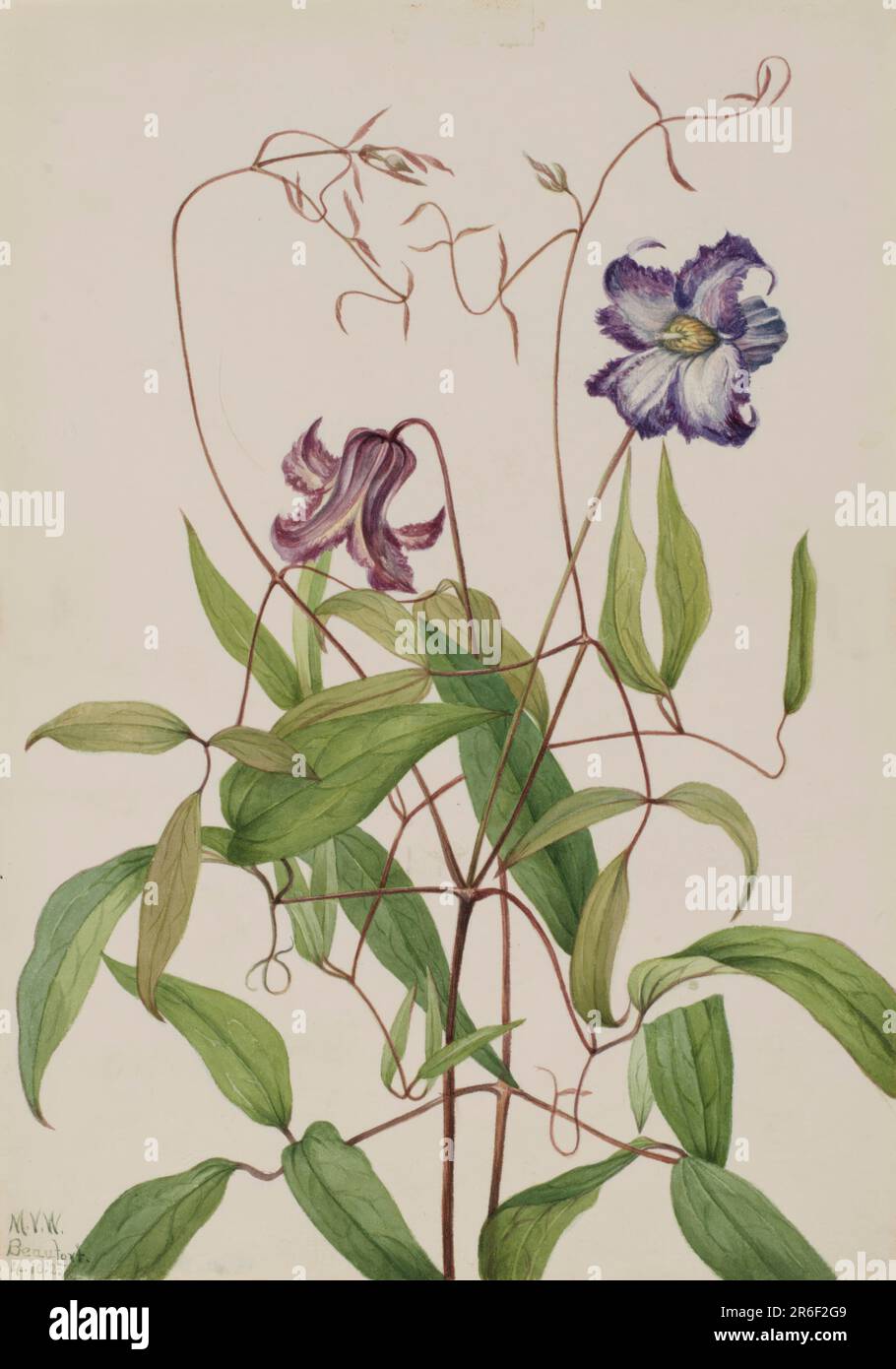 Curly Clematis (Clematis crispa). Watercolor on paper. Date: 1925. Museum: Smithsonian American Art Museum. Stock Photo
