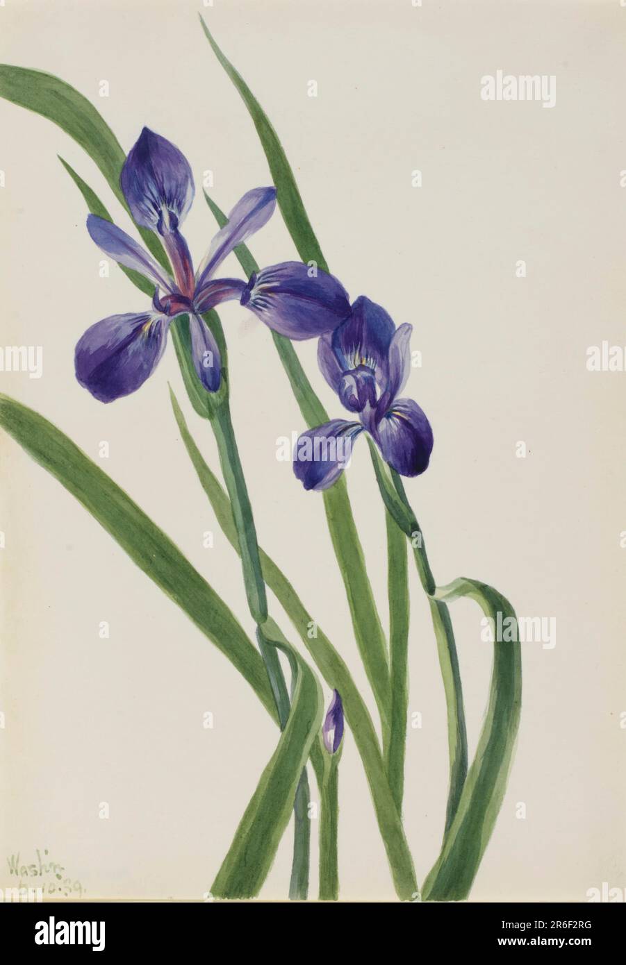 Iris (Iris species). Watercolor on paper. Date 1939. Museum