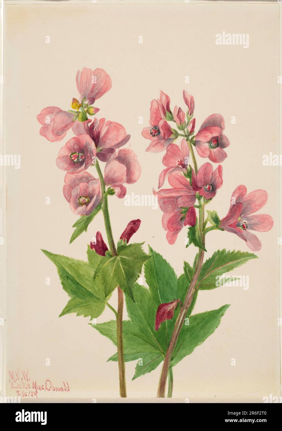 Untitled--Flower Study. Watercolor on paper. Date: 1939. Museum: Smithsonian American Art Museum. Stock Photo