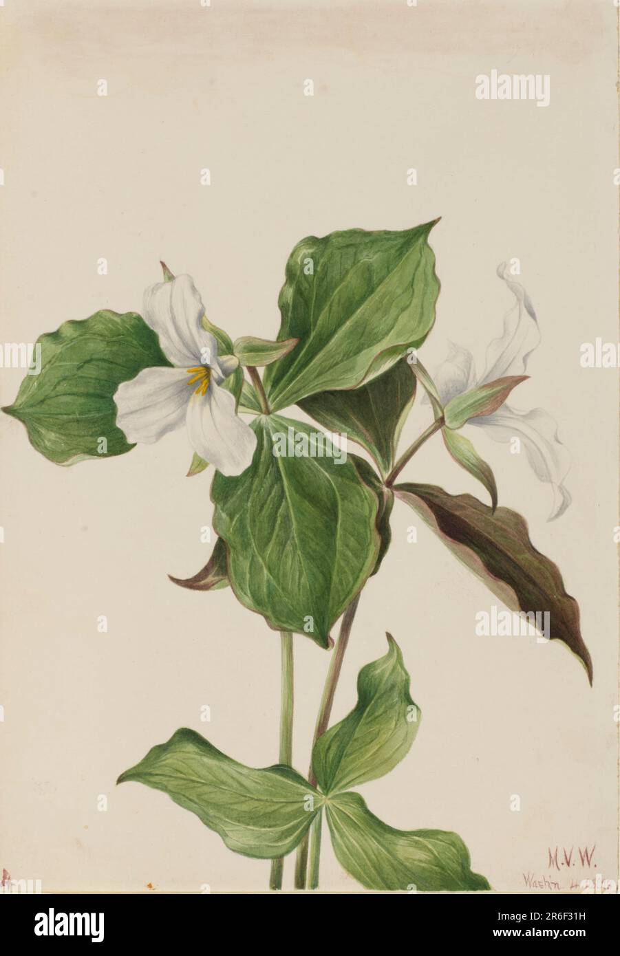 Large White Trillium (Trillium grandiflorum). Watercolor on paper. Date: 1923. Museum: Smithsonian American Art Museum. Stock Photo