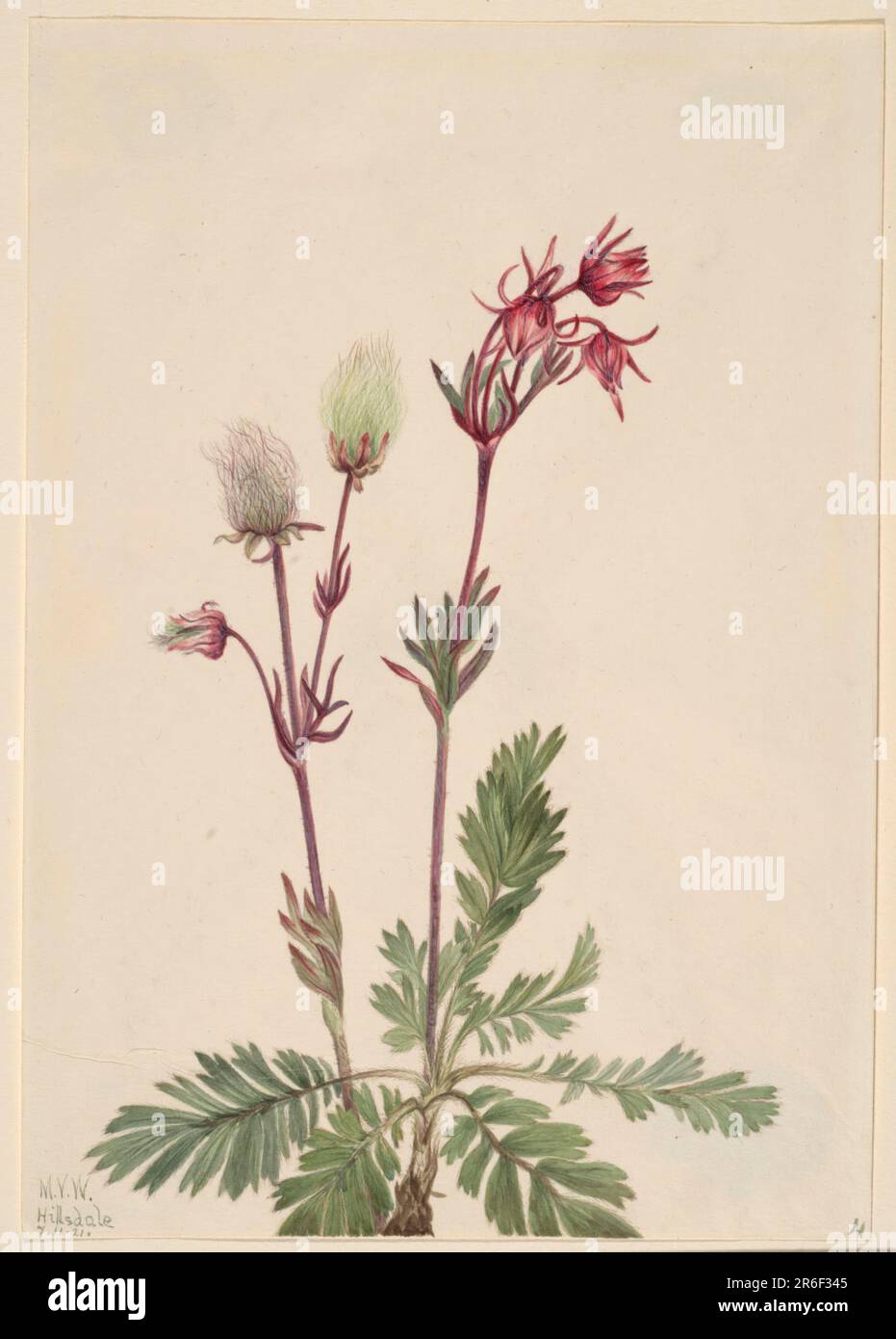 Prairie-Smoke (Sieversia ciliata). Date: 1921. Watercolor on paper. Museum: Smithsonian American Art Museum. Stock Photo