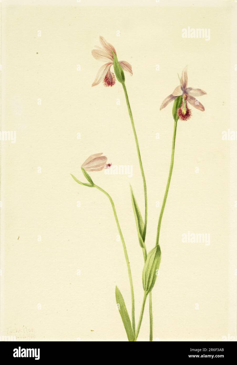 Rose Pogonia (Pogonia ophioglossoides). Date: 1906. Watercolor on paper. Museum: Smithsonian American Art Museum. Stock Photo