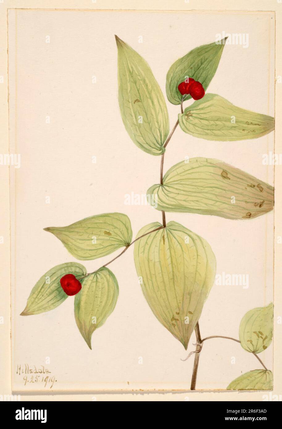 Fairy-Bells (Disporum trachycarpum). Date: 1919. Watercolor on paper. Museum: Smithsonian American Art Museum. Stock Photo
