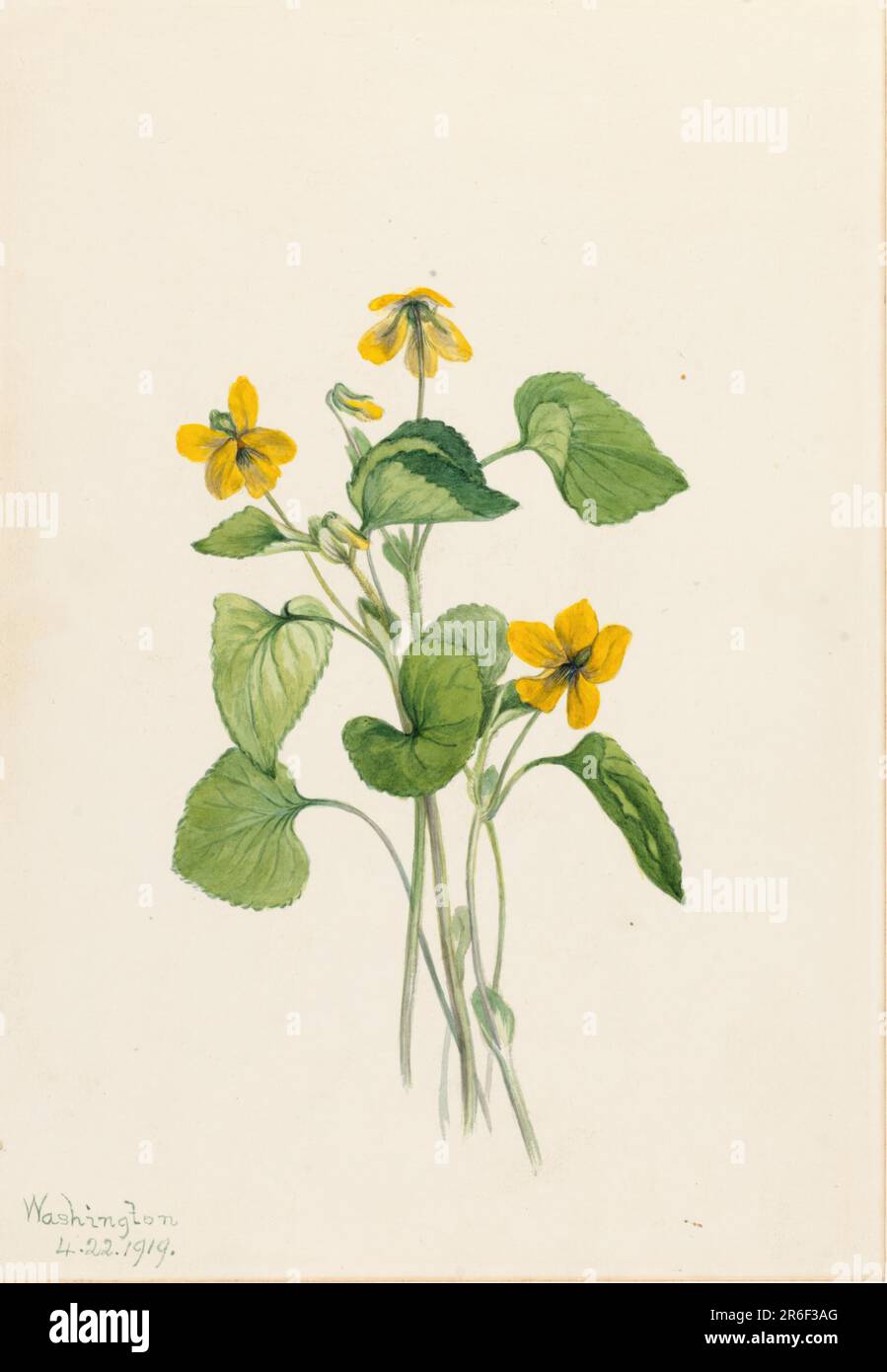 Smooth Yellow Violet (Viola eriocarpa). Date: 1919. Watercolor on paper. Museum: Smithsonian American Art Museum. Stock Photo