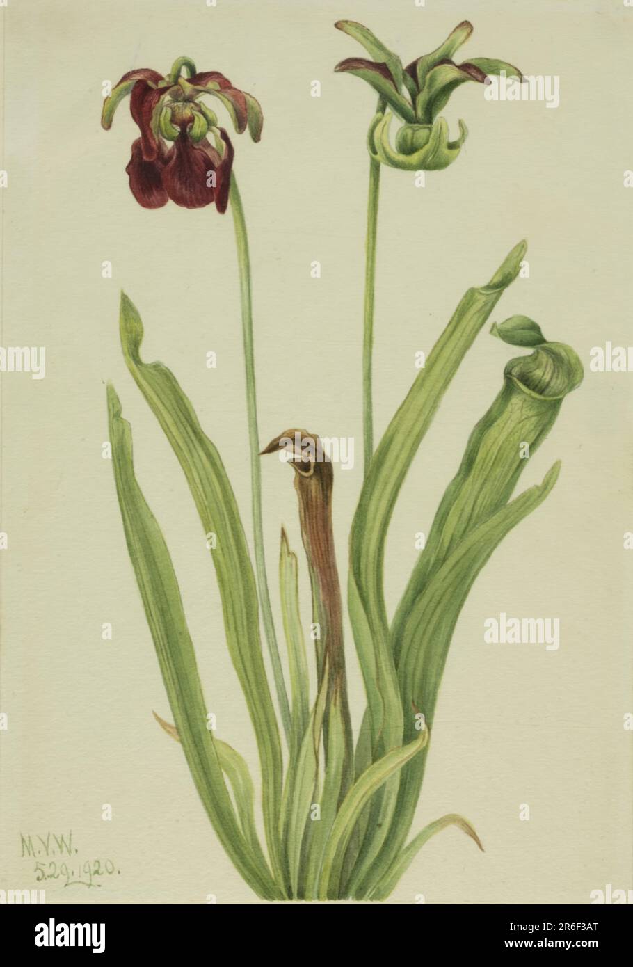 Sweet Pitcherplant (Sarracenia rubra). Date: 1920. Watercolor on paper. Museum: Smithsonian American Art Museum. Stock Photo