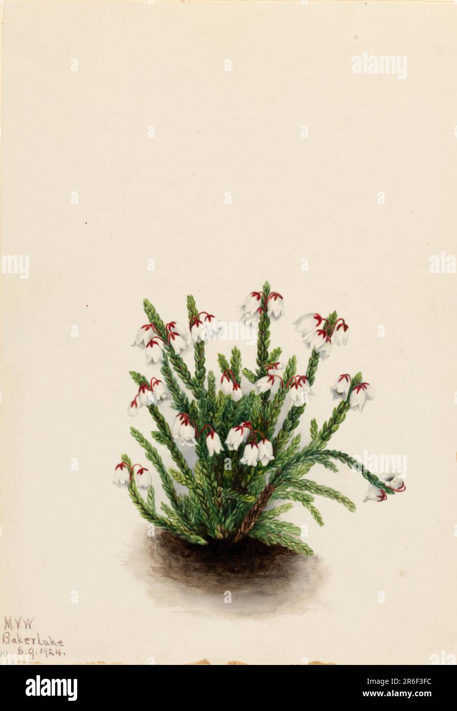Rocky Mountain Cassiope (Cassiope mertensiana). Date: 1924. Watercolor on paper. Museum: Smithsonian American Art Museum. Stock Photo