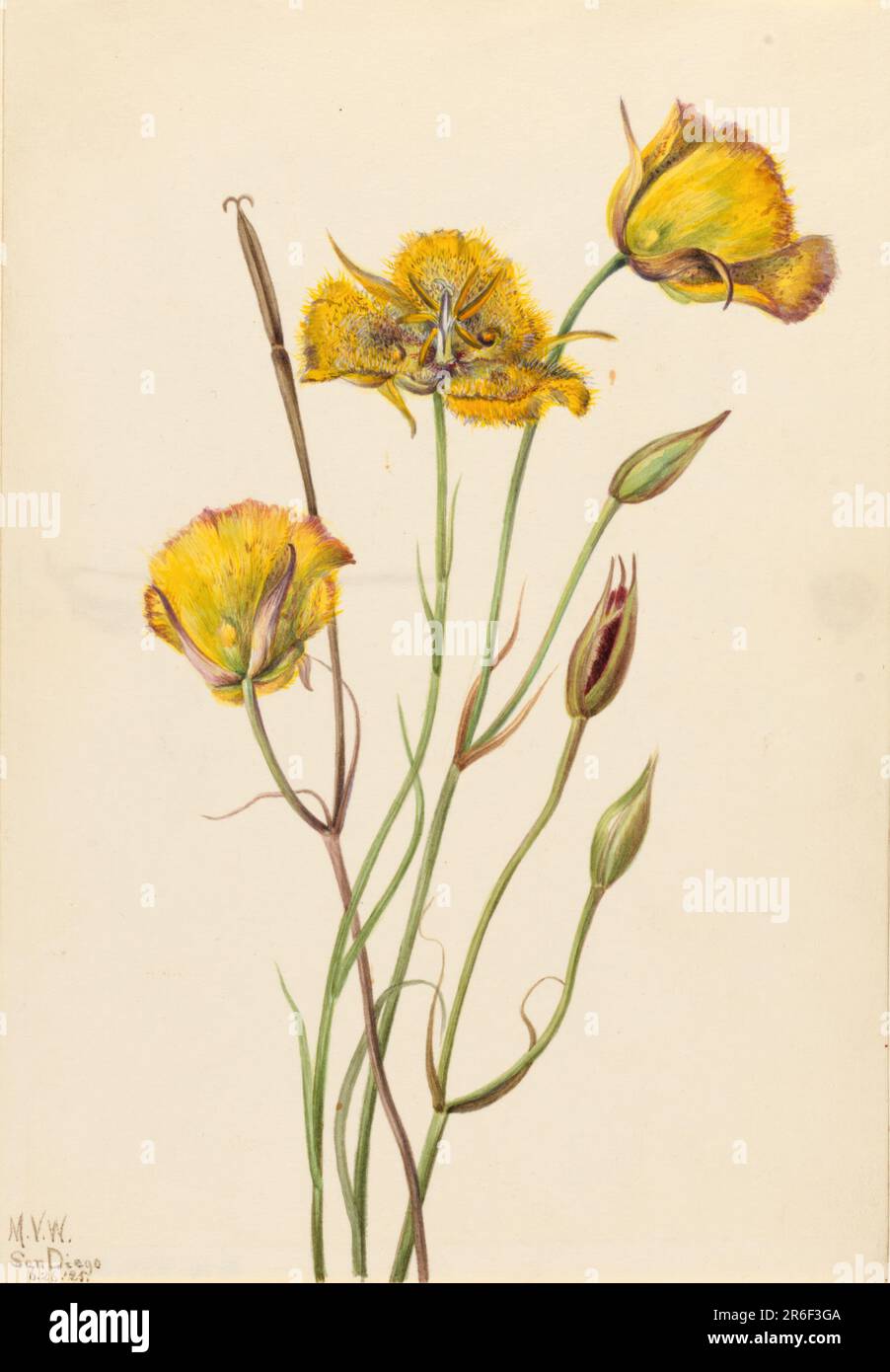 San Diego Mariposa (Calochortus weedii). Watercolor on paper. Date: 1925. Museum: Smithsonian American Art Museum. Stock Photo