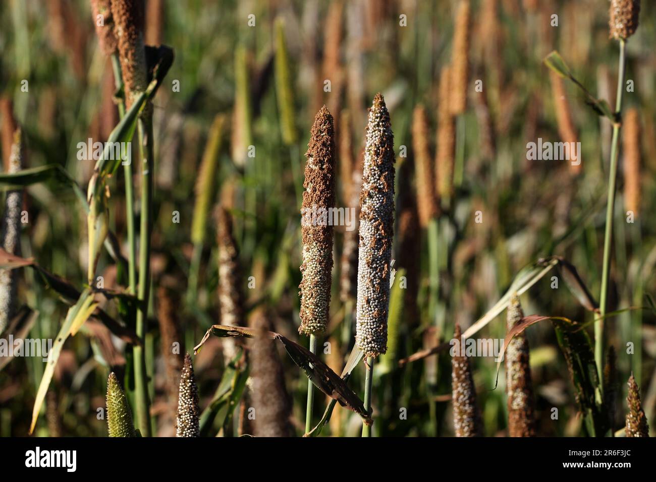 Popped sorghum hi-res stock photography and images - Alamy