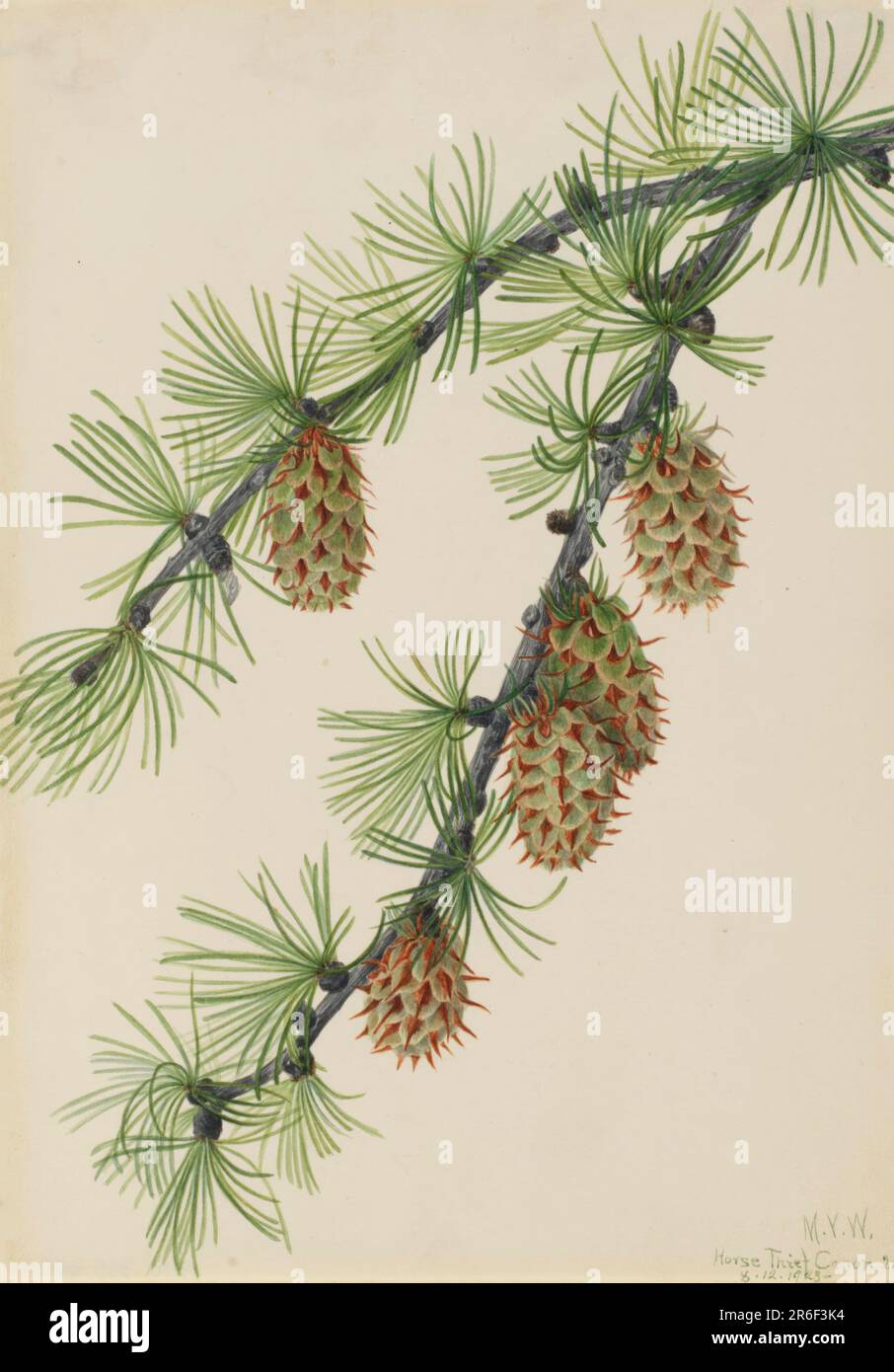 Western Larch (Larix occidentalis). Watercolor on paper. Date: 1923. Museum: Smithsonian American Art Museum. Stock Photo