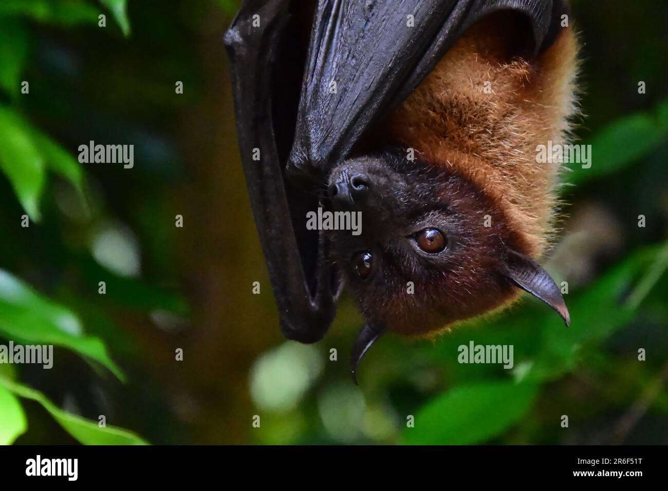 Lesser flying fox hi-res stock photography and images - Alamy