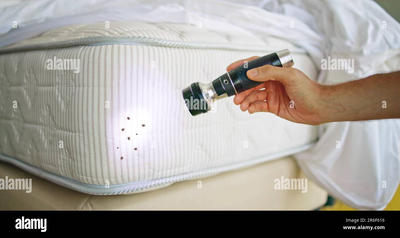 Bed Bug Infestation And Treatment Service. Bugs Extermination Stock ...