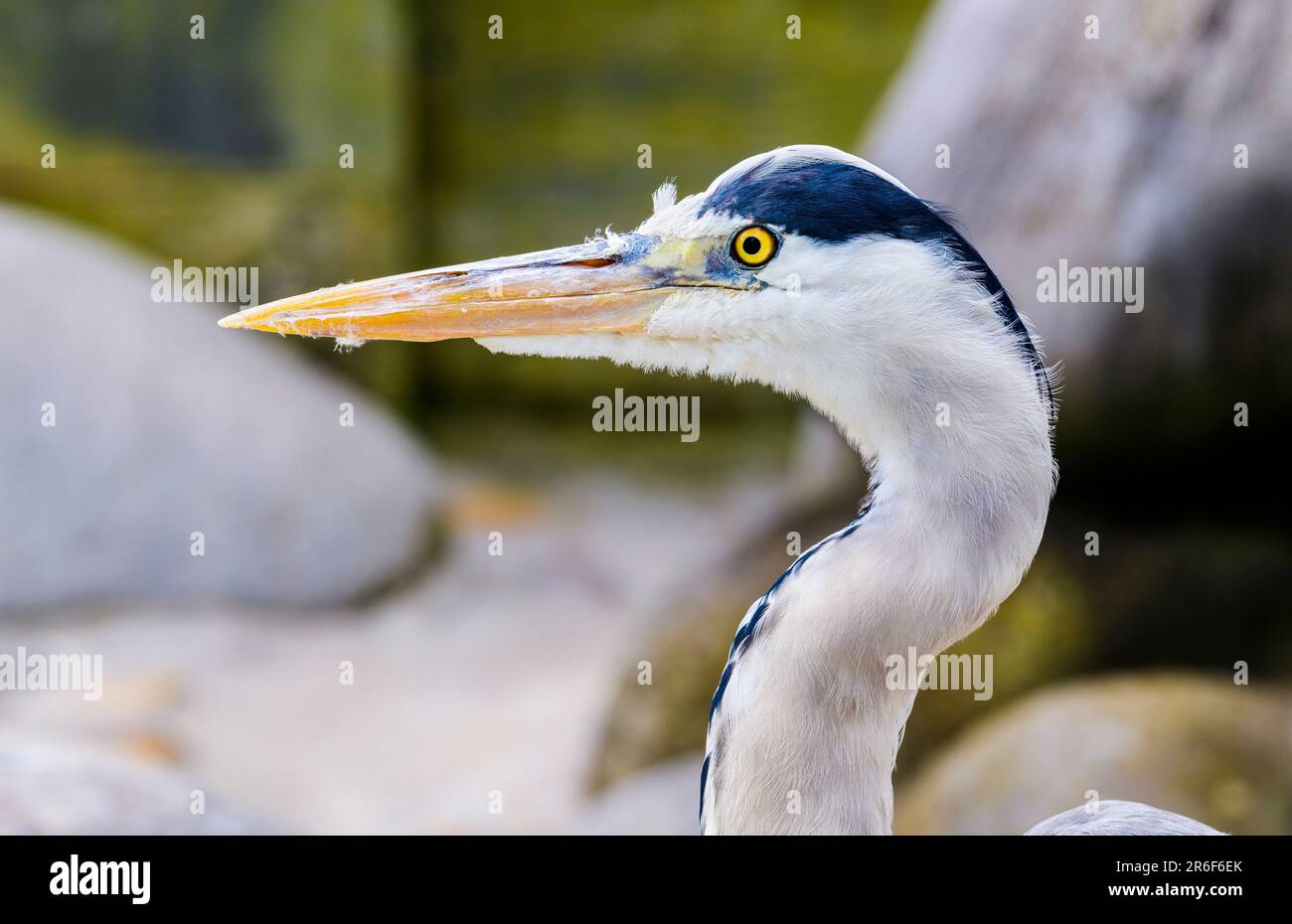 Portrait of a Grey Heron in Nature Stock Photo