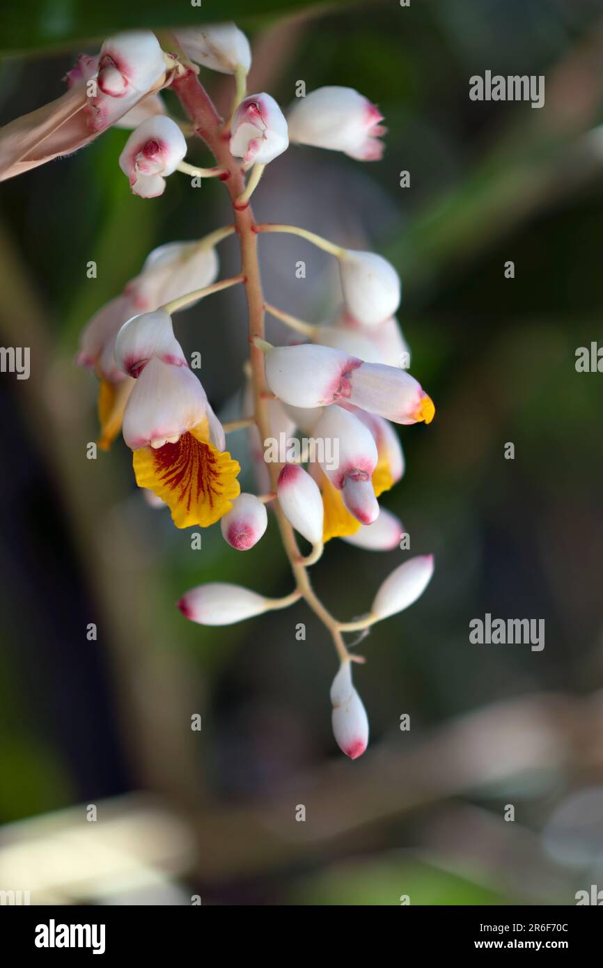Shell Ginger (Alpinia zerumbet). Close-up of a raceme of pendent flowers growing in Tel Aviv, Israel Alpinia zerumbet, commonly known as shell ginger, Stock Photo