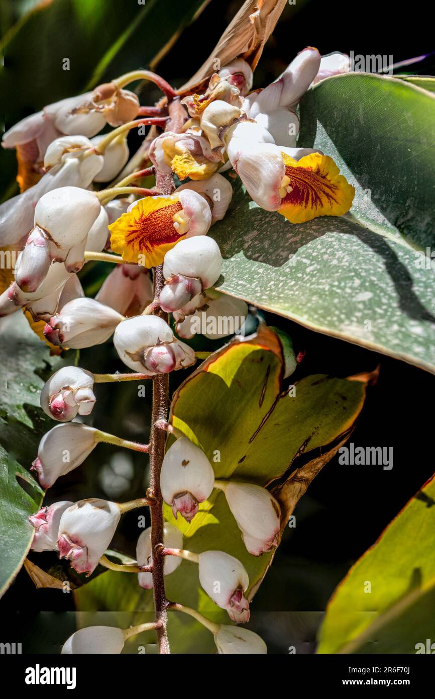 Shell Ginger (Alpinia zerumbet). Close-up of a raceme of pendent flowers growing in Tel Aviv, Israel Alpinia zerumbet, commonly known as shell ginger, Stock Photo