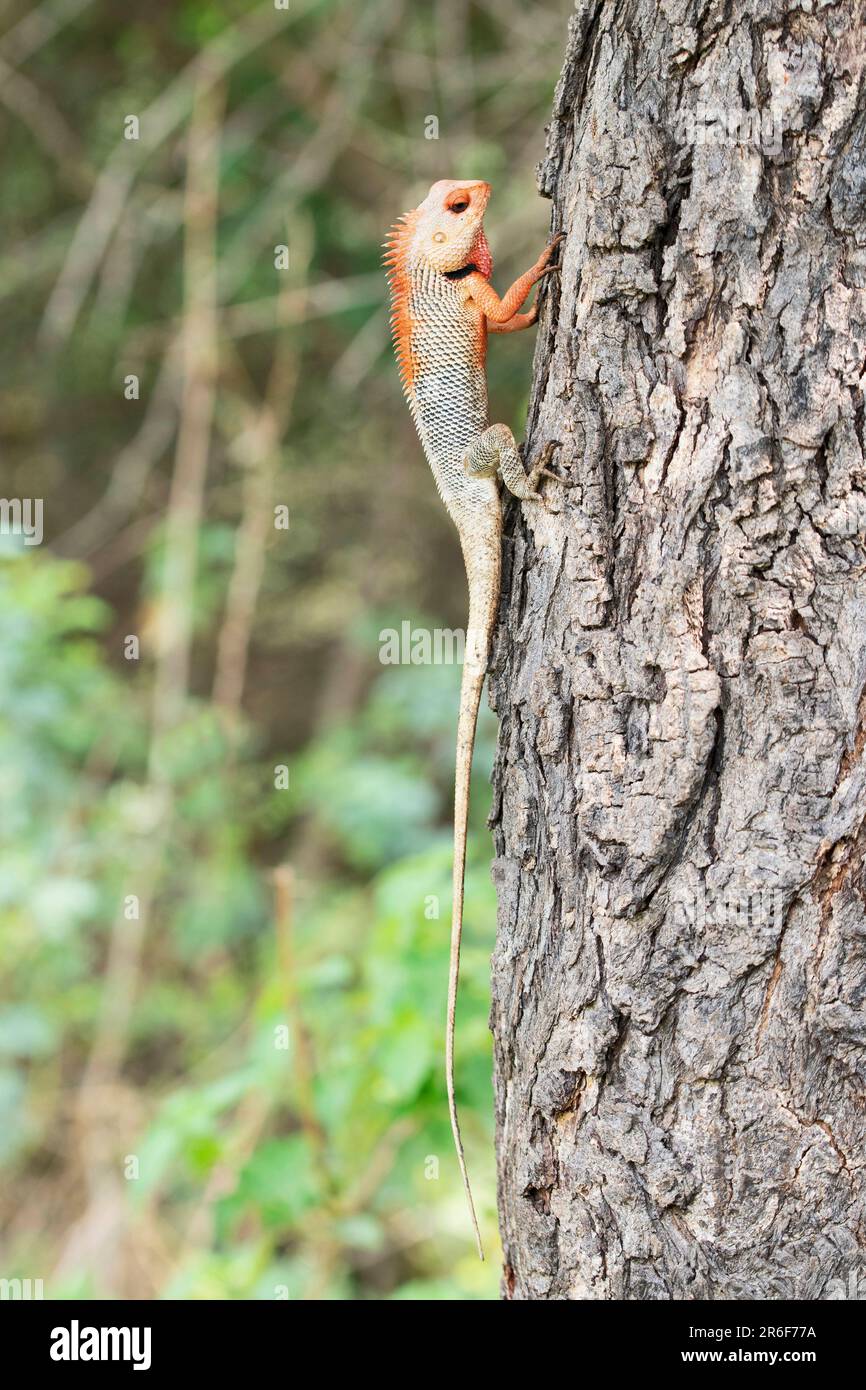 Breeding plumage Changable garden lizard, Calotes versicolor at Satara, Maharashtra, India Stock Photo