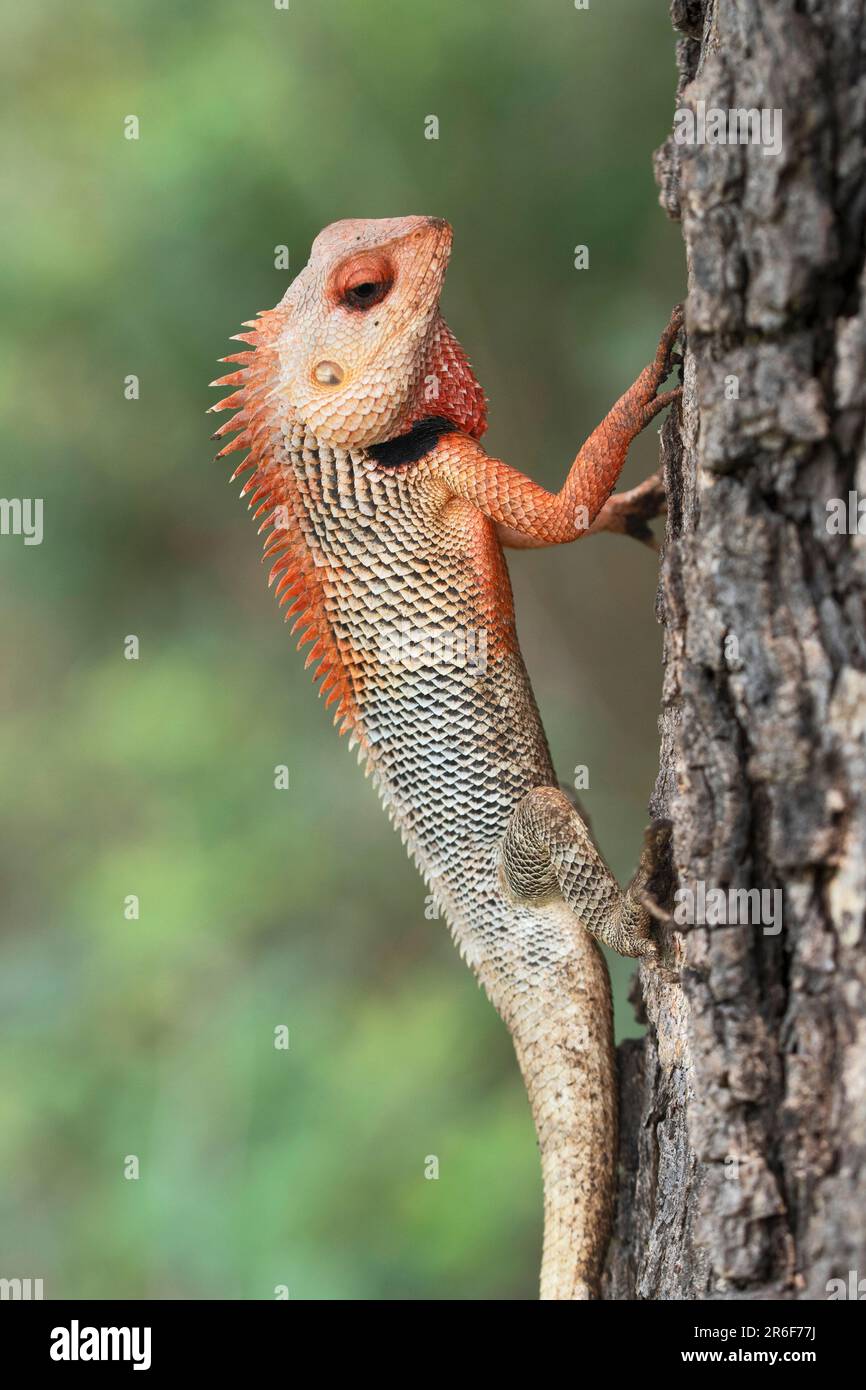 Closeup of Breeding plumage of Changable garden lizard, Calotes versicolor at Satara, Maharashtra, India Stock Photo