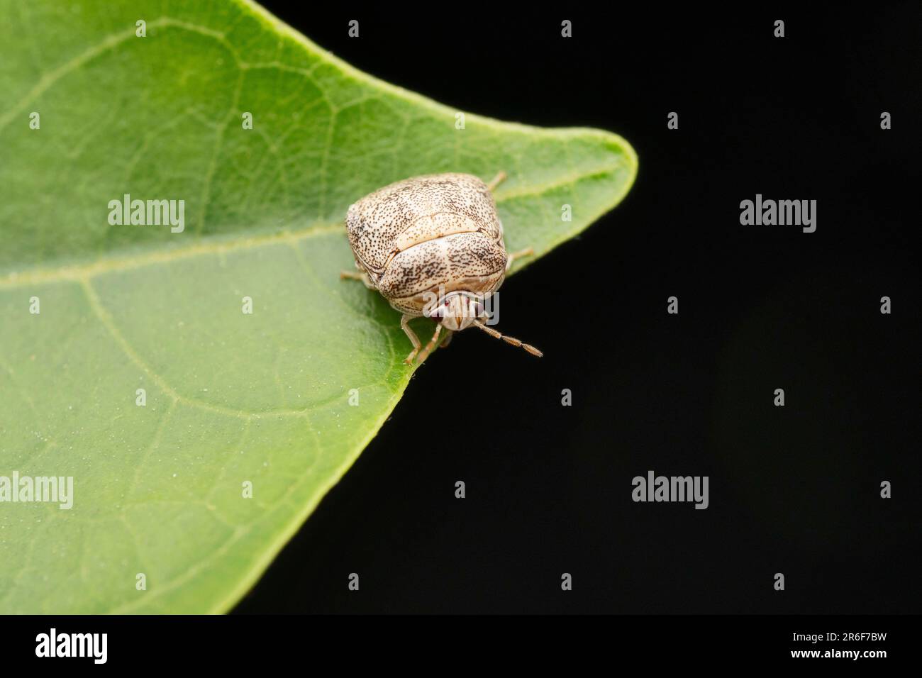 Bean plastid beetle, Megacopta cribraria at Satara, Maharashtra, India Stock Photo
