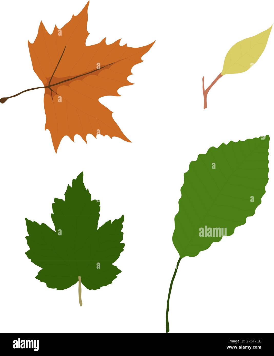 vector-model-of-leaves-in-four-different-types-and-shapes-stock-vector